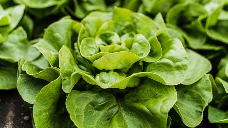 Head of lettuce growing in the ground