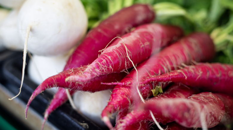 Long red radishes in bundles