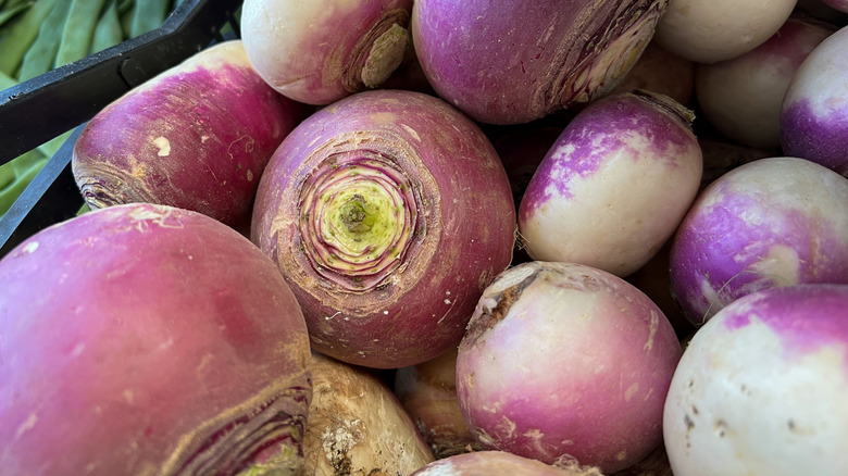 Pile of white and purple colored turnips