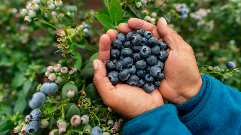 Blueberries in hands