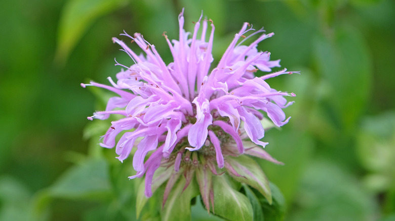 lilac-colored bee balm on green background