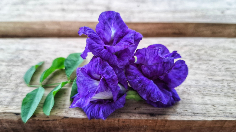 vibrant blue butterfly pea blossoms on wooden slats
