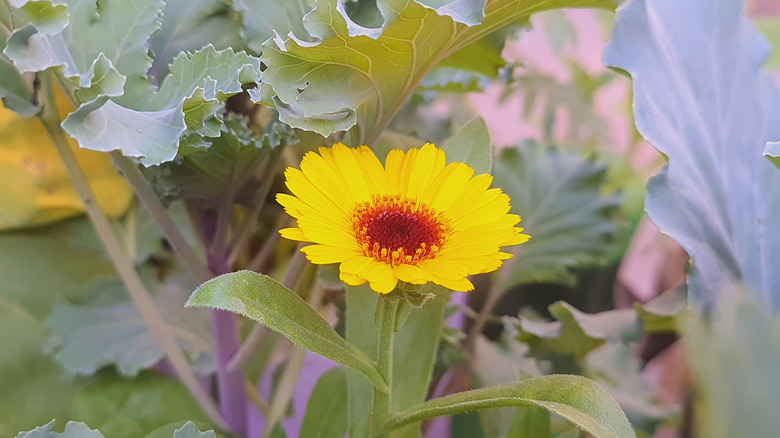 calendula flower growing in garden