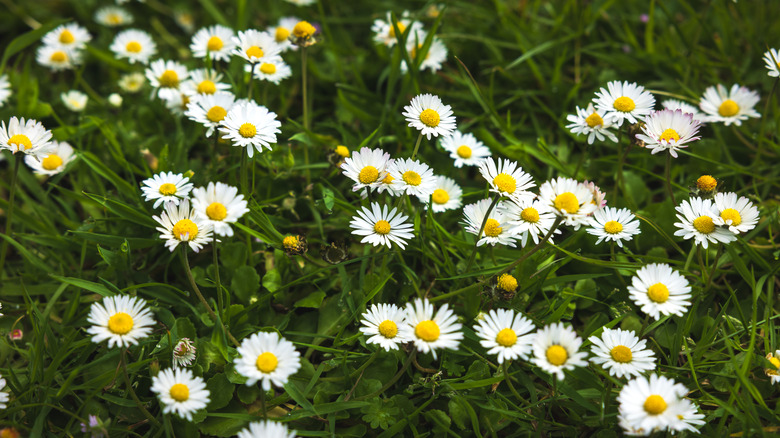 chamomile flowers against green leaves