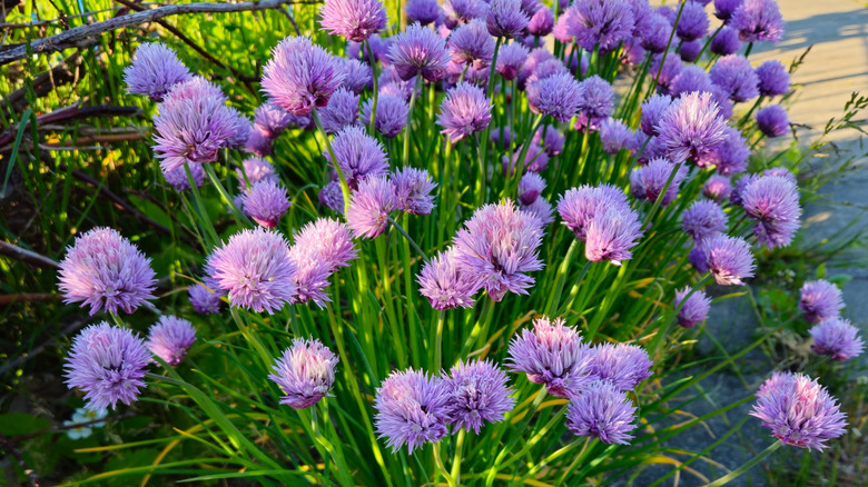 chive blossoms growing on bunch of chives