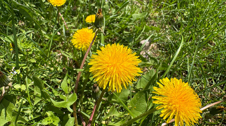 dandelions against grass