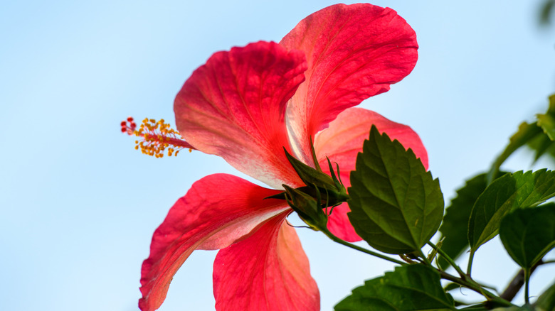 hibiscus flowers on blue background
