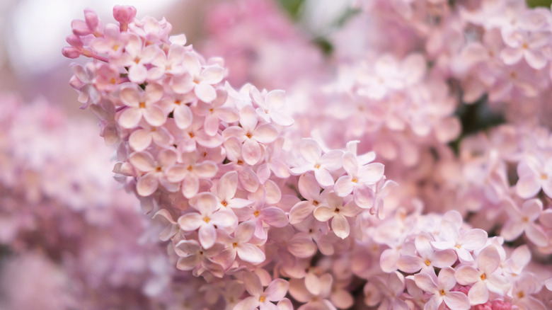 close up shot of lilac flowers