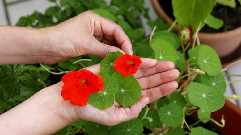 hand holding nasturtium flowers