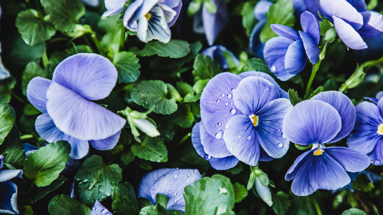 blue pansies growing on green stalks
