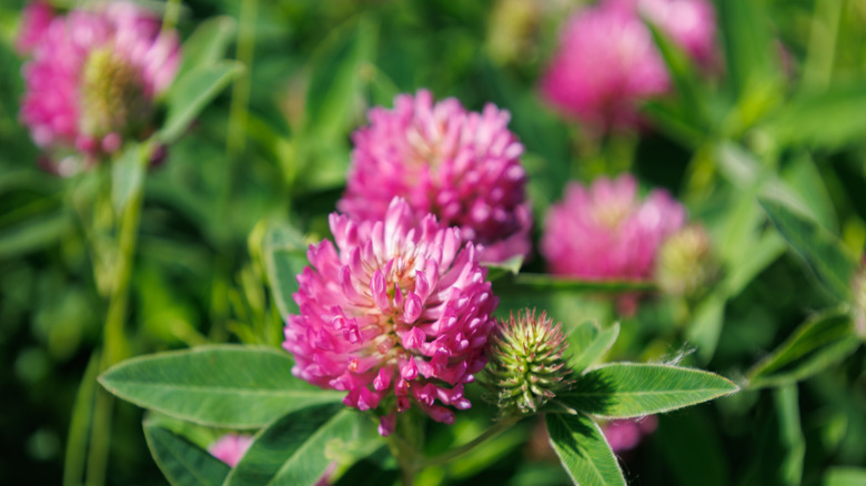 red clover blossoms on green leaves