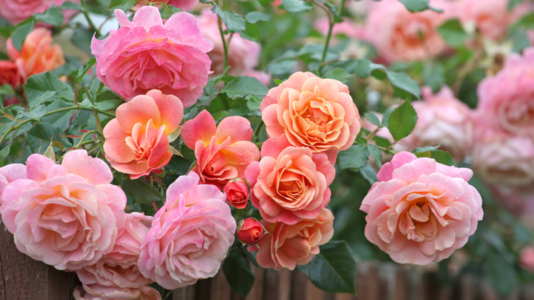 bright pink and salmon rose flowers
