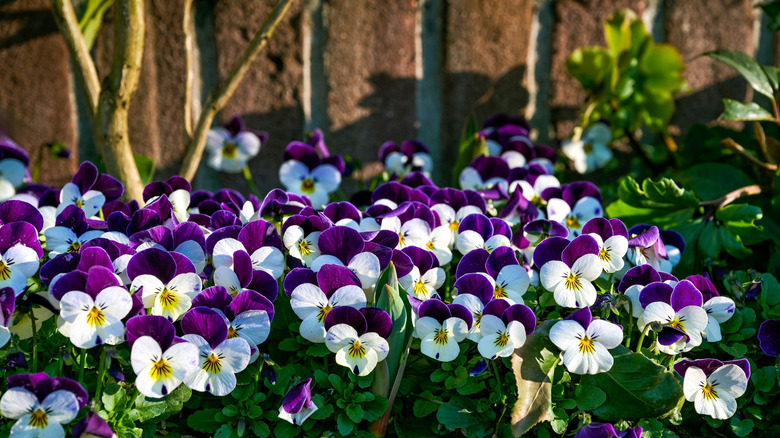 white and purple violets