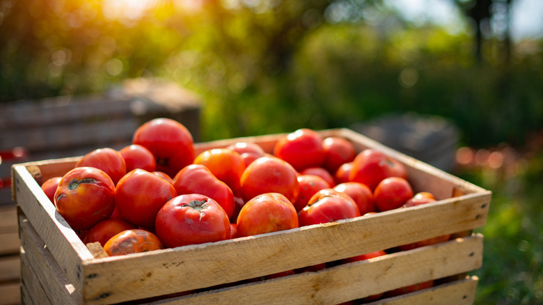 Crate of tomatoes in an outdoor setting