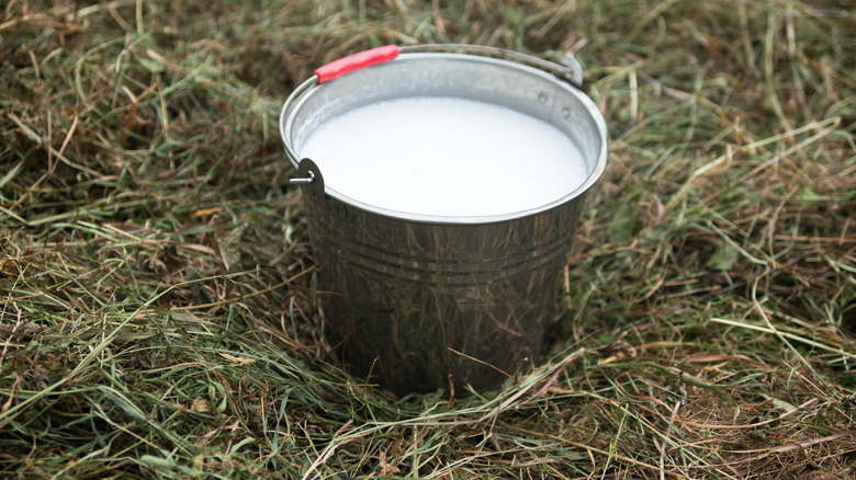 Milk in metal pail on grass