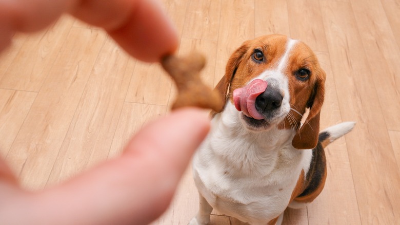 A brown and white dog eyeing a dog treat