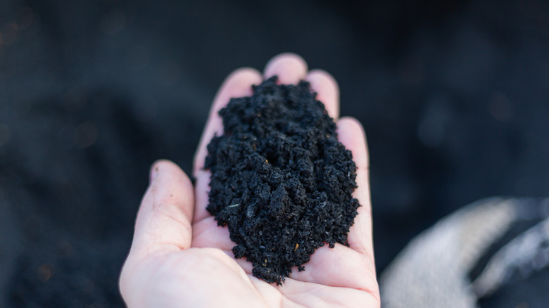 hand holding black composted soil
