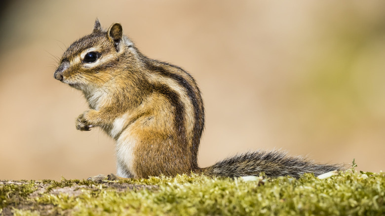 chipmunk on blurred background