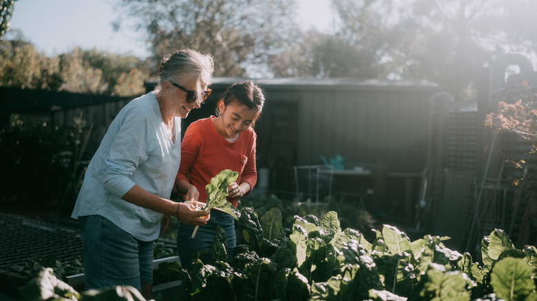 old woman and young girl gardening