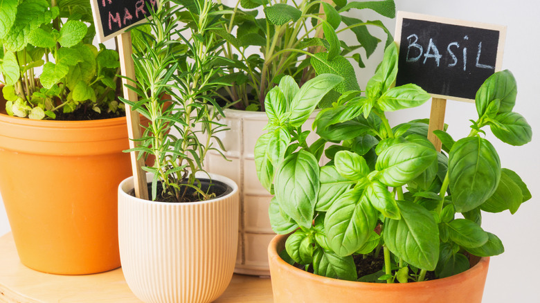containers garden with edible plants