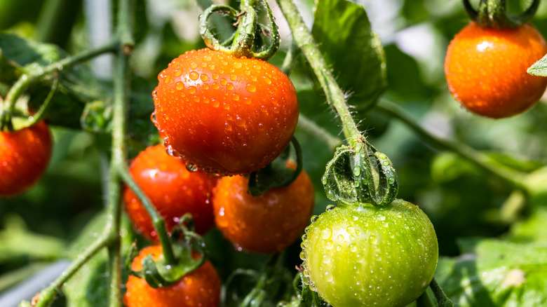 tomatoes ripening on the vine