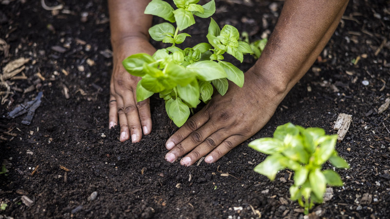 16 Tipps von Experten für die Wahl des besten Standorts für Ihren Garten