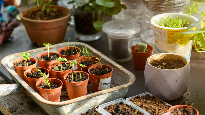 small pots with seedlings in them