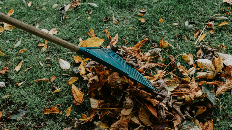 garden rake on pile of leaves