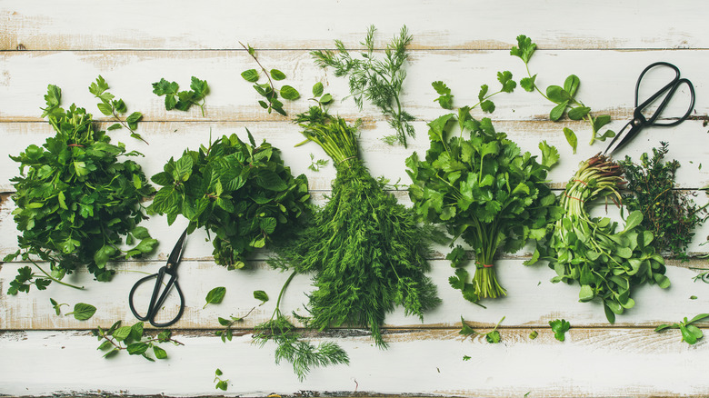 Bunches of fresh herbs on a wooden panel