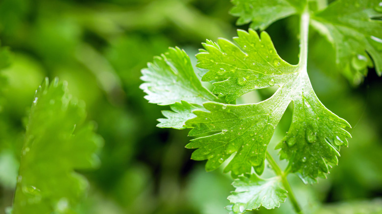 Close-up of cilantro leaf with dew