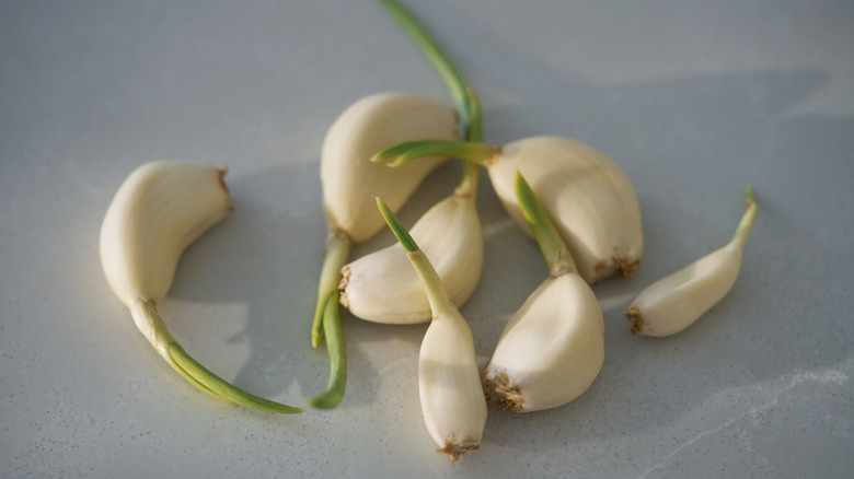 Sprouting garlic cloves on countertop