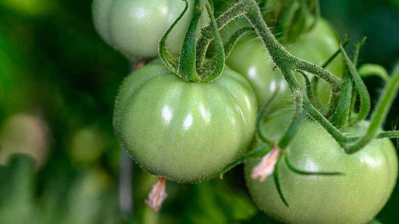 green tomatoes hanging on vine