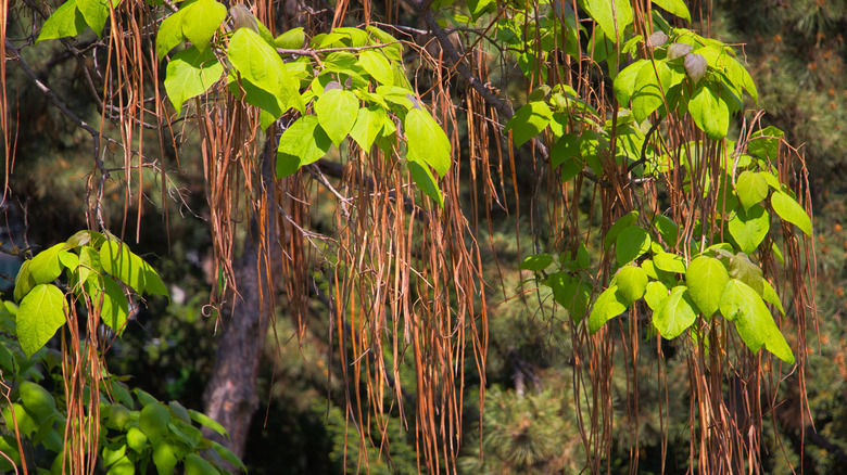 Close up of a spaghetti tree look-a-like