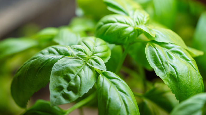Bunch of fresh Genovese basil