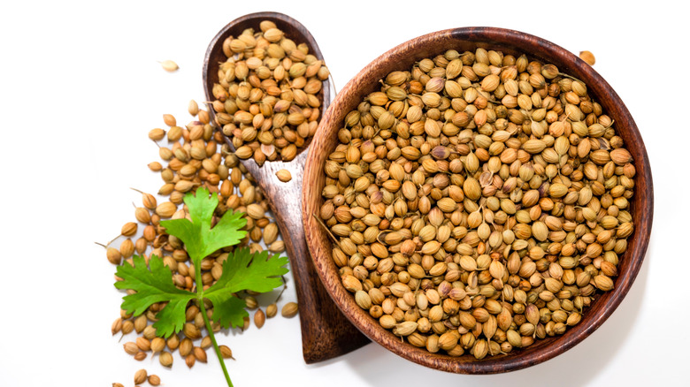 Coriander seeds in a wooden bowl and spoon and a sprig of fresh cilantro