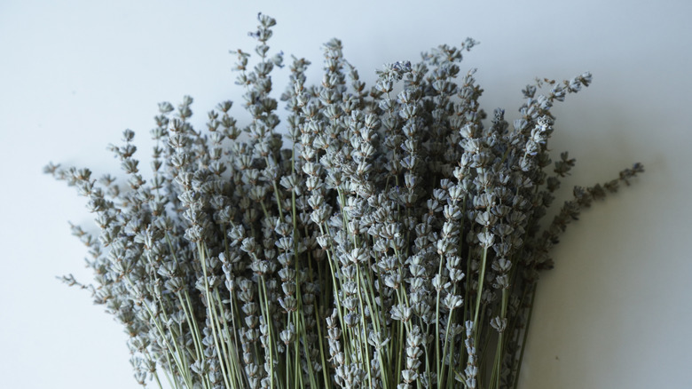 Bouquet of dried lavender
