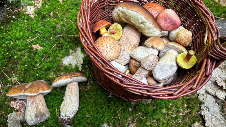 Assorted edible mushrooms in basket