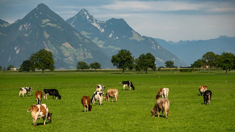 Cows grazing on a field near mountains