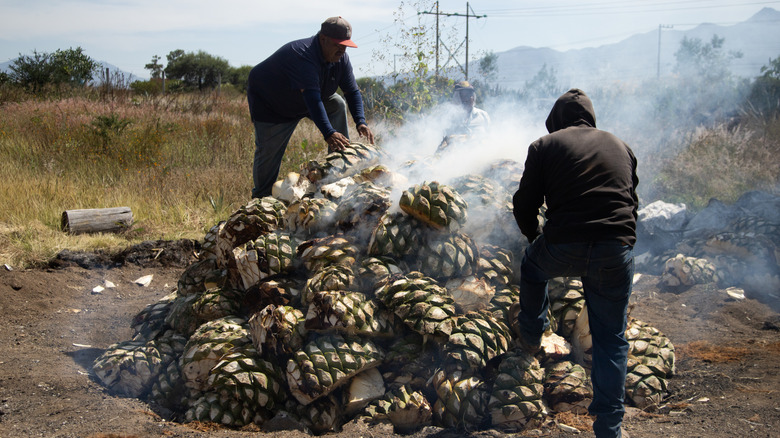 Agave plants are roasted in an earthen pit for mezcal production.