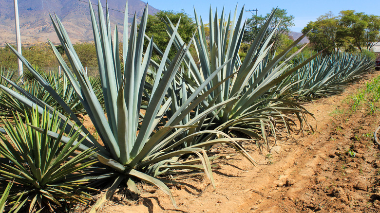 A row of agave plants for mezcal grows in Mexico.