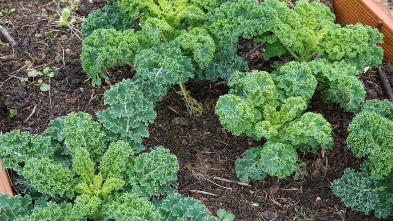Kale growing in a raised garden bed