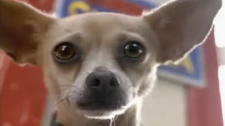 The Taco Bell dog in the original commercial.