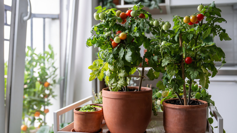 Two large cherry tomato plants and other small pots sit on a white cart next to a window