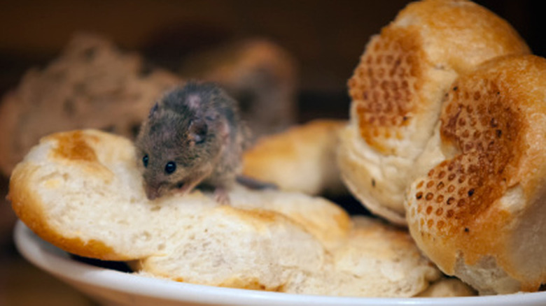 Mouse eating bread from a dish of dinner rolls