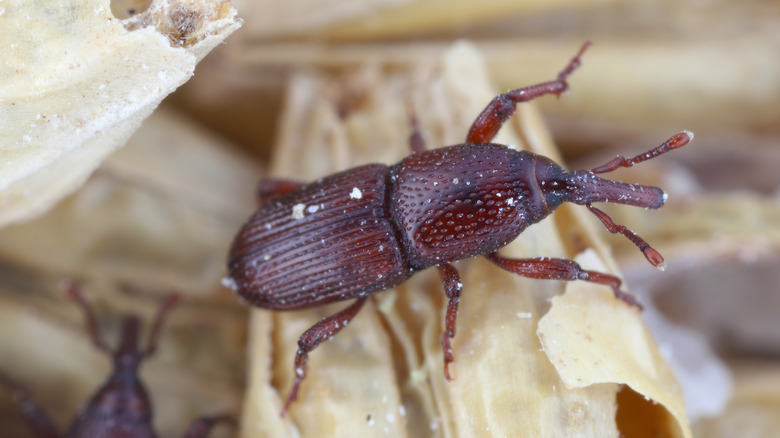Grain weevil on a piece of wheat