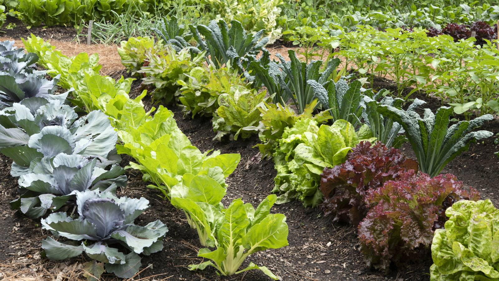 5 Veggies That Will Thrive In Your Shade Garden