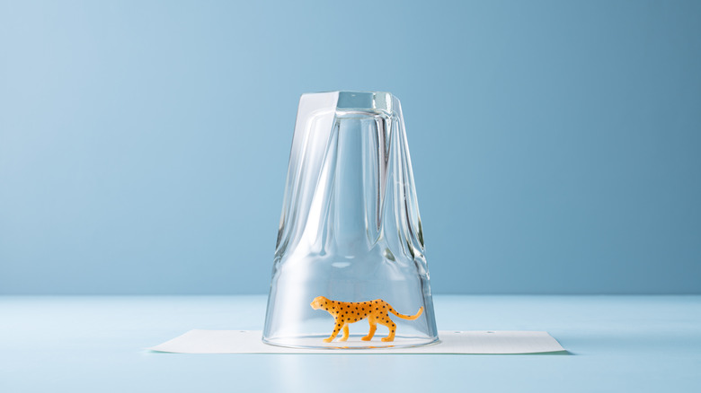 A toy leopard trapped inside of an upside down glass.