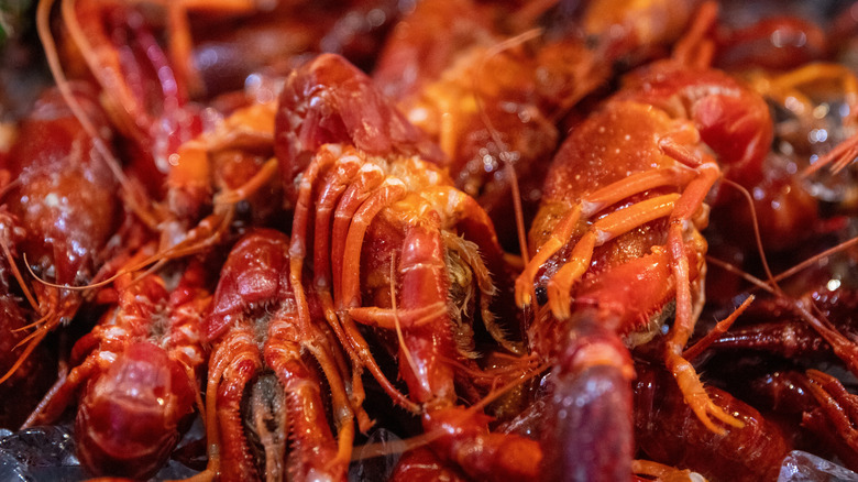 A close up of fresh crawfish on ice