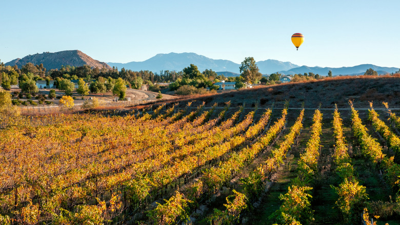 A vineyard in California with a mountainous backdrop and a hot air ballon floating in the distance