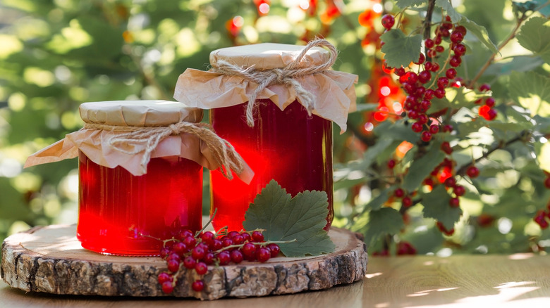 Jars of homemade currant jelly on a platter from a tree trunk sitting on a table in front of a currant bush.